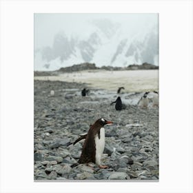 Penguin In The Antarctic Canvas Print