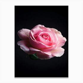 Pink Rose On Black Background 15 Canvas Print