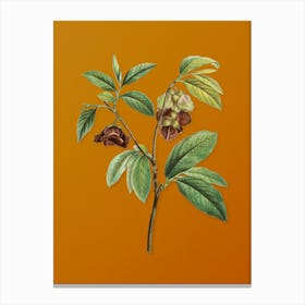 Vintage Papaw Tree Branch Botanical on Sunset Orange n.0725 Canvas Print