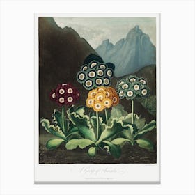 A Group Of Auriculas From The Temple Of Flora (1807), Robert John Thornton Canvas Print