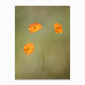 Orange Cosmos Flowers Canvas Print