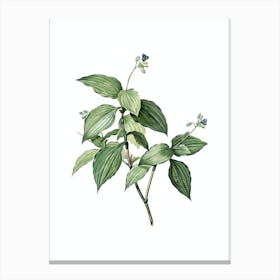 Vintage Tradescantia Erecta Botanical Illustration on Pure White n.0603 Canvas Print