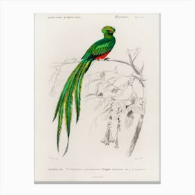 Pavonine Quetzal (Pharomachrus Pavoninus), Charles Dessalines D' Orbigny Canvas Print