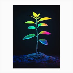 Rainbow Plant 16 Canvas Print