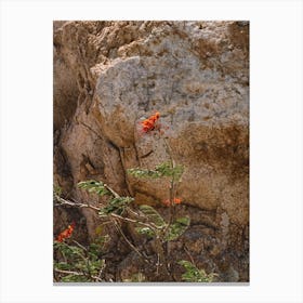 Mexico Mountain Flower Canvas Print