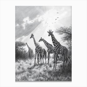 Pencil Portrait Herd Of Giraffes In The Wild  3 Canvas Print