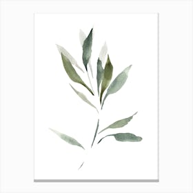 Watercolor Leaf, Olive Branch 1 Canvas Print