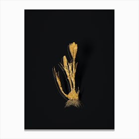 Vintage Spring Crocus Botanical in Gold on Black n.0252 Canvas Print