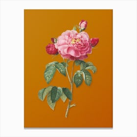 Vintage Duchess of Orleans Rose Botanical on Sunset Orange n.0281 Canvas Print