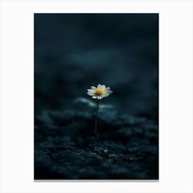 Single Daisy Canvas Print