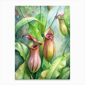 Pitcher Plants Canvas Print