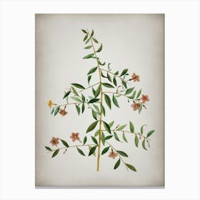 Vintage Goji Berry Branch Botanical on Parchment n.0101 Canvas Print