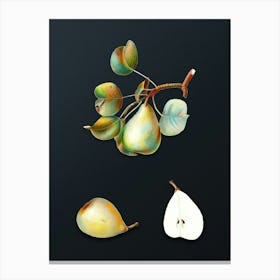 Vintage Pear Botanical Watercolor Illustration on Dark Teal Blue n.0169 Canvas Print