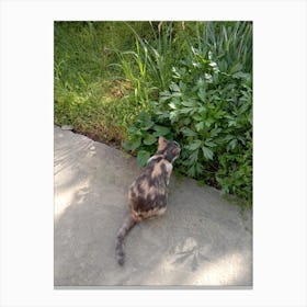 Cat Sniffing Canvas Print