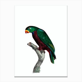 Vintage Red Billed Parrot Bird Illustration on Pure White Canvas Print