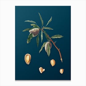 Vintage Almond Botanical Art on Teal Blue n.0896 Canvas Print