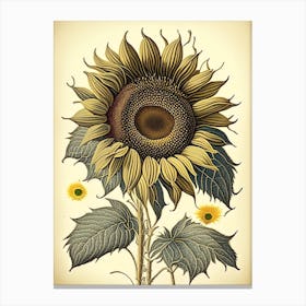 Desert Sunflower Wildflower Vintage Botanical 2 Canvas Print