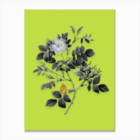 Vintage Malmedy Rose Black and White Gold Leaf Floral Art on Chartreuse n.0974 Canvas Print