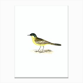 Vintage Grey Headed Wagtail Bird Illustration on Pure White n.0122 Canvas Print