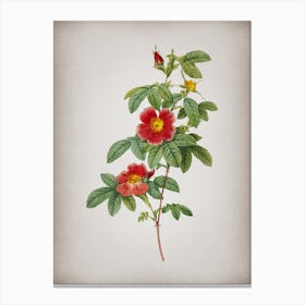 Vintage Single May Rose Botanical on Parchment n.0865 Canvas Print