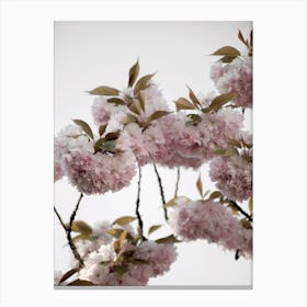 Clouds Of Cherry Flowers Canvas Print