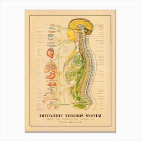 Nervous System Canvas Print
