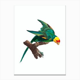 Vintage Yellow Crowned Parakeet Bird Illustration on Pure White Canvas Print