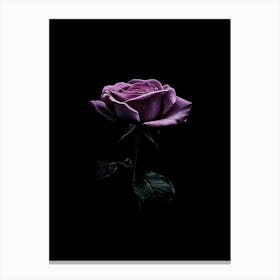 Purple Rose On Black Background Canvas Print