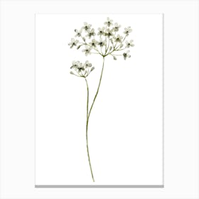 White Flowers 2 Canvas Print