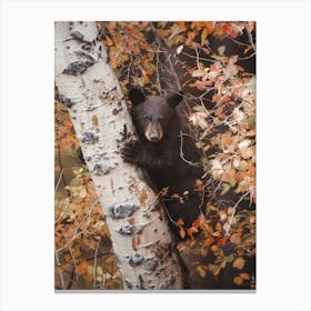 Baby Black Bear In Tree Canvas Print