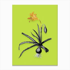 Vintage Amaryllis Broussonetii Black and White Gold Leaf Floral Art on Chartreuse n.0205 Canvas Print