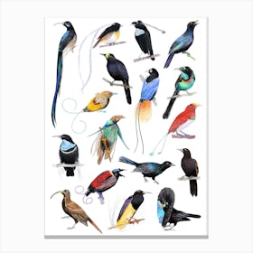 Birds Of Paradise Colourful Canvas Print