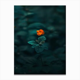 Single Flower In The Dark 51 Canvas Print