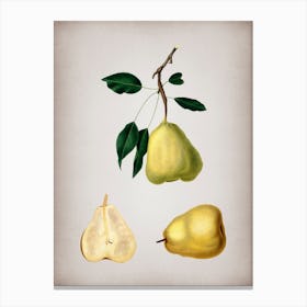 Vintage Pear Botanical on Parchment n.0324 Canvas Print