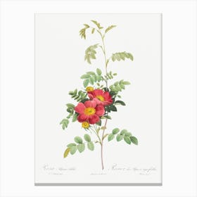 Alpine Rose, Pierre Joseph Redoute Canvas Print