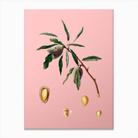 Vintage Almond Botanical on Soft Pink Canvas Print