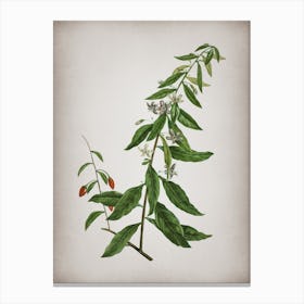 Vintage Goji Berry Tree Botanical on Parchment n.0975 Canvas Print