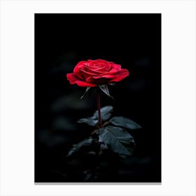 Single Red Rose On Black Background 22 Canvas Print