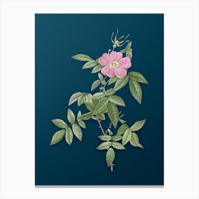 Vintage Pink Boursault Rose Botanical Art on Teal Blue n.0588 Canvas Print
