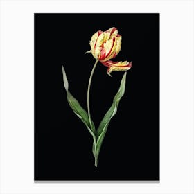 Vintage Didier's Tulip Botanical Illustration on Solid Black n.0864 Canvas Print
