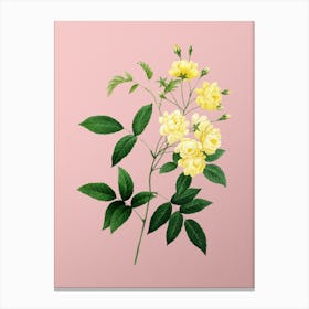 Vintage Lady Banks' Rose Botanical on Soft Pink n.0103 Canvas Print