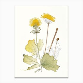 Coltsfoot Spices And Herbs Pencil Illustration 1 Canvas Print