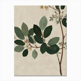 Eucalyptus Canvas Print