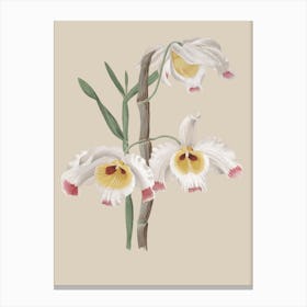 Orchids 3 Canvas Print