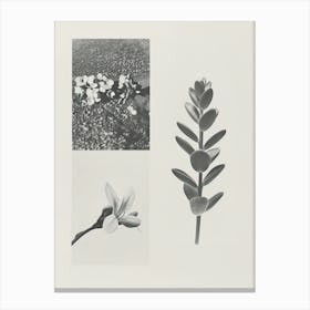 Freesia Flower Photo Collage 3 Canvas Print