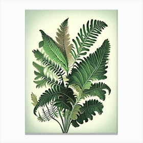 Sensitive Fern Wildflower Vintage Botanical 1 Canvas Print