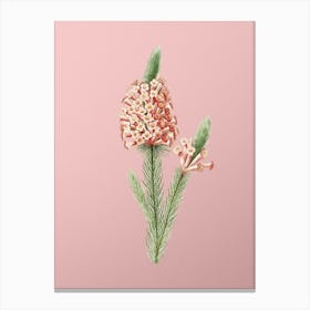 Vintage Heather Briar Root Bruyere Botanical on Soft Pink n.0330 Canvas Print
