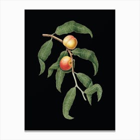 Vintage Peach Botanical Illustration on Solid Black n.0331 Canvas Print