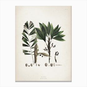 Vintage Martius 6 Bactris Hirta Canvas Print