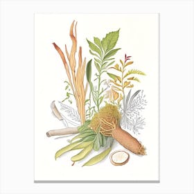 Ginger Root Spices And Herbs Pencil Illustration 1 Canvas Print